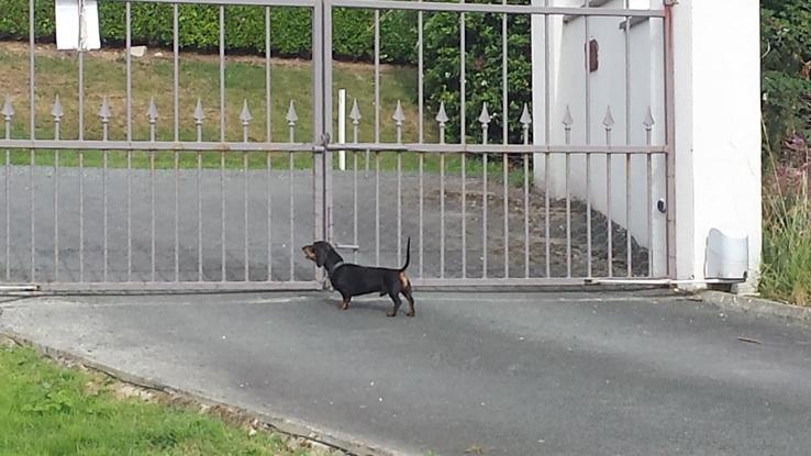 Secure  gates and my wee guard dog